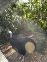 Ausflug in die Blue Moutains: Featherdale Wildlife Park