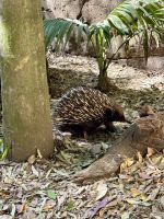 Ausflug in die Blue Moutains: Featherdale Wildlife Park