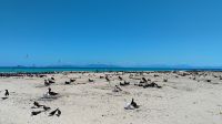 Michaelmas Cay, Great Barrier Reef 