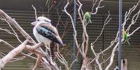 Featherdale Sydney Wildlife Park, Kookaburra 
