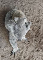 Featherdale Sydney Wildlife Park