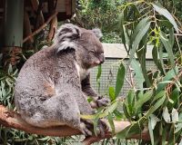 Featherdale Sydney Wildlife Park