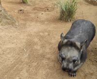 Featherdale Sydney Wildlife Park, Wombat 