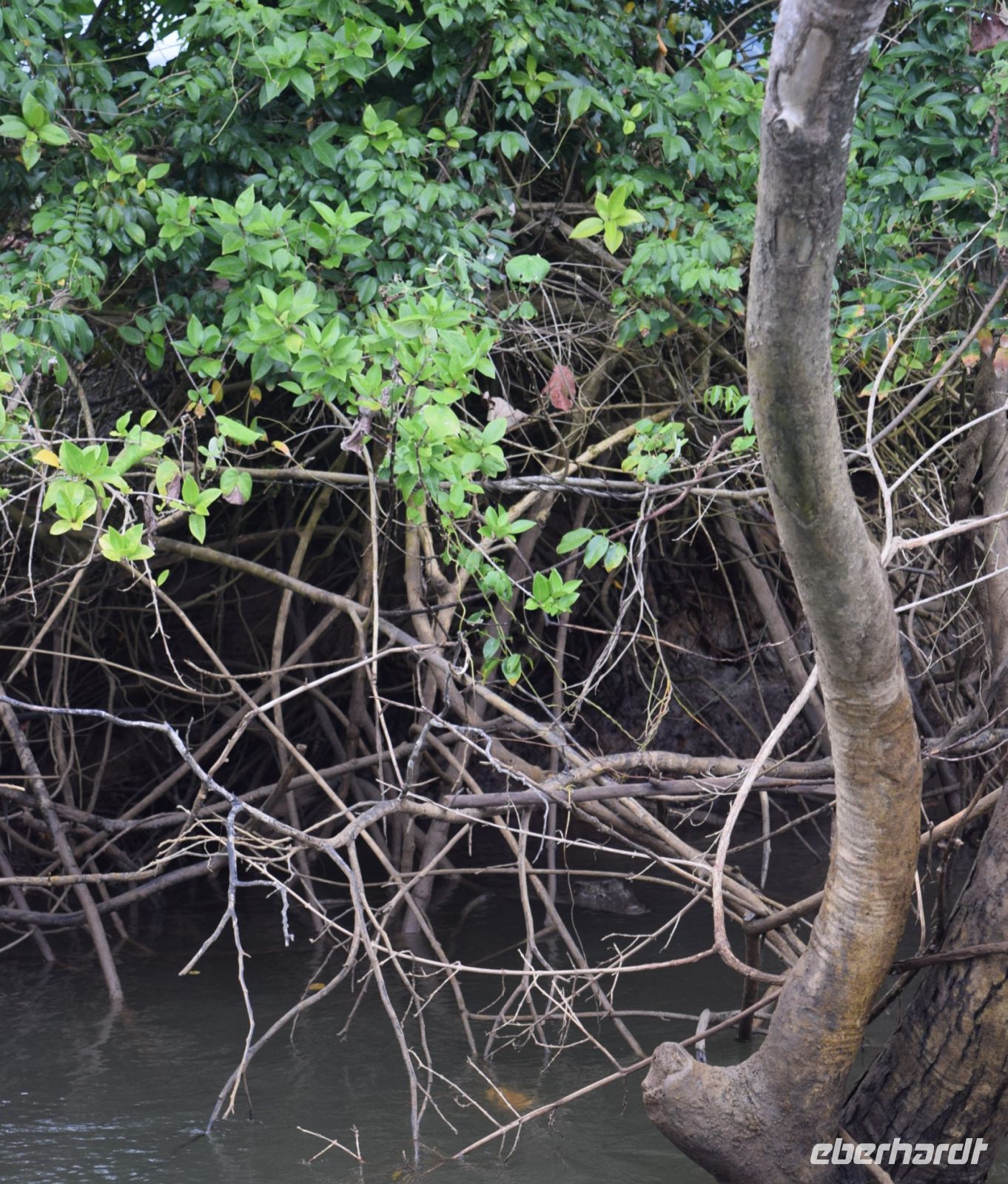im Unterholz ein Salzwasserkrokodil-Weibchen