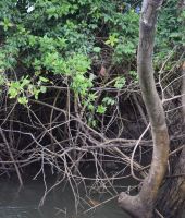 im Unterholz ein Salzwasserkrokodil-Weibchen