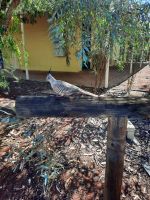 Haubentaube im Ressort