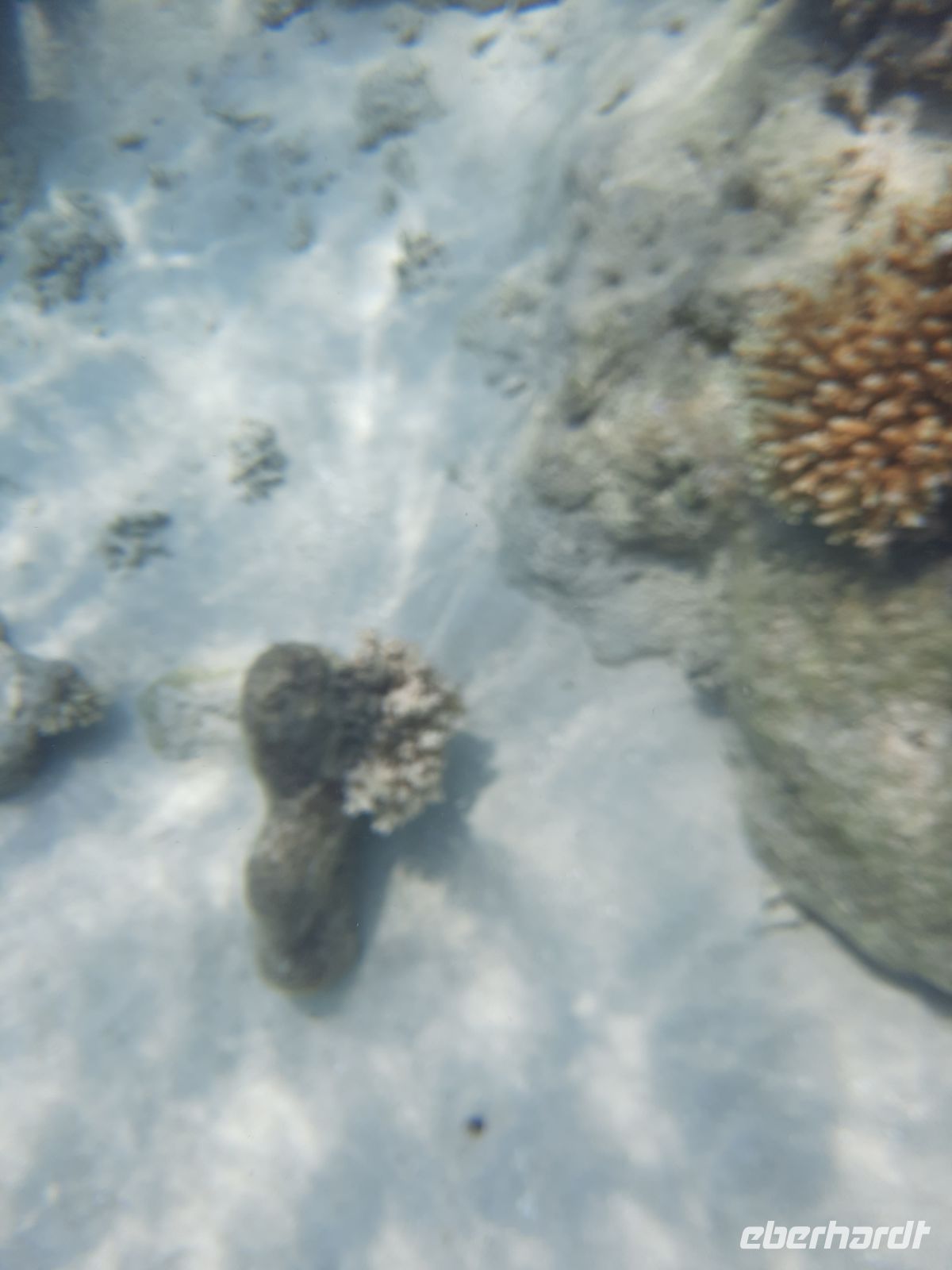 mein einziges Unterwasserbild beim Schnorcheln