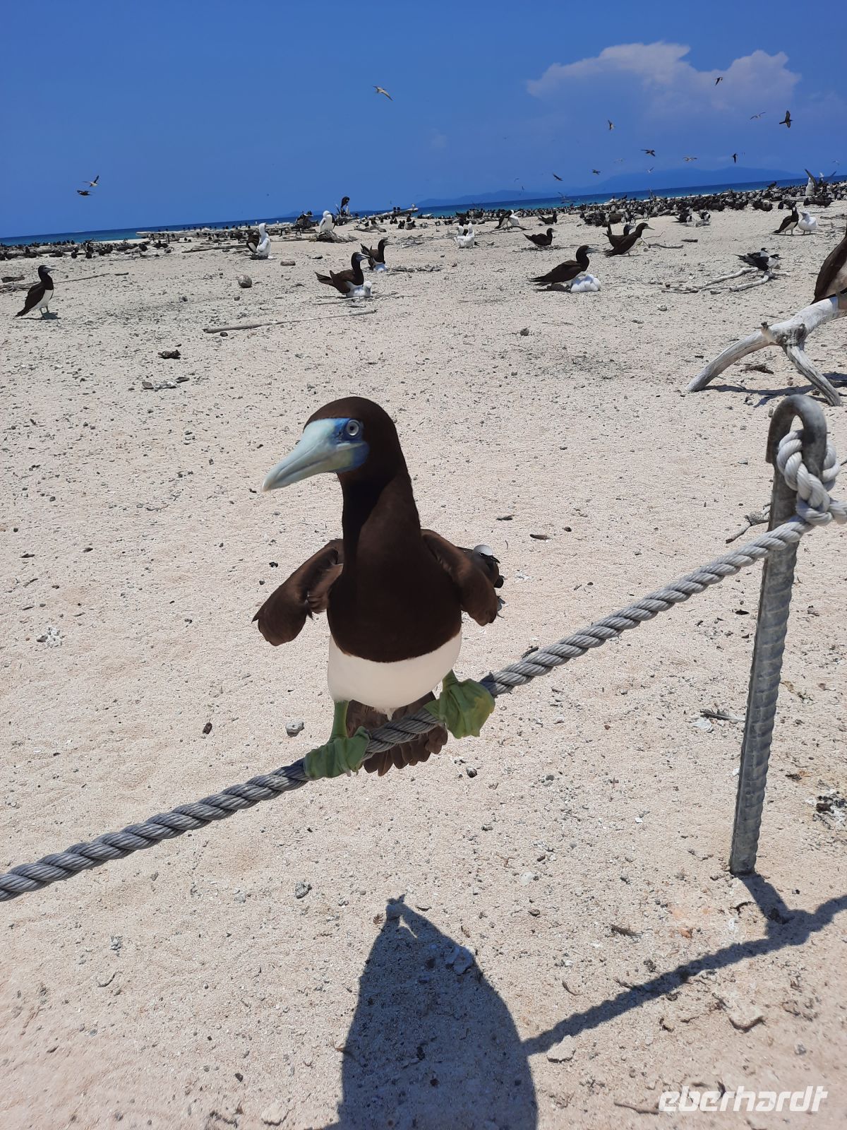das Inselchen teilen wir uns mit tausenden Vögeln