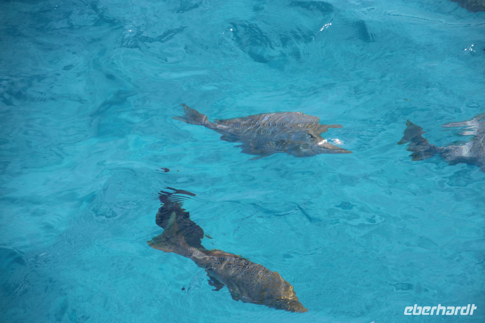 die Fische werden gefüttert