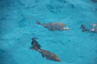 die Fische werden gefüttert