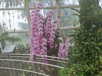 Blütenpracht in Gewächshäusern &ndash; &copy; Gunter Looß (Eberhardt TRAVEL)