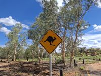 tatsächlich sehen wir im Schatten unter einem Baum ein Känguru &ndash; &copy; Gunter Looß (Eberhardt TRAVEL)