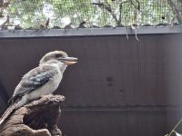 Kookaburra - Nationalvogel Australiens &ndash; &copy; Gunter Looß (Eberhardt TRAVEL)