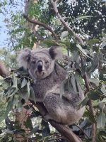 Koala  &ndash; &copy; Gunter Looß (Eberhardt TRAVEL)