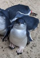 kleine Pinguine &ndash; &copy; Gunter Looß (Eberhardt TRAVEL)