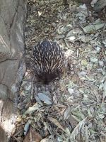 Echidna - typisch anders  &ndash; &copy; Gunter Looß (Eberhardt TRAVEL)
