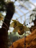 Botanischer Garten, Singapur  &ndash; &copy; Manuel González Urrutia (Eberhardt TRAVEL)