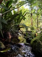 Botanischen Garden, Cairns, Australien  &ndash; &copy; Manuel González Urrutia (Eberhardt TRAVEL)