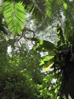 Botanischen Garden, Cairns, Australien  &ndash; &copy; Manuel González Urrutia (Eberhardt TRAVEL)