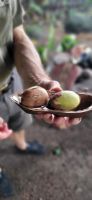 252 Bohnen, aus denen Mehl hergestellt wird