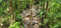 259 Regenwaldimpressionen