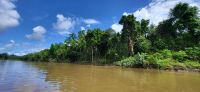 272 Bootsfahrt Daintree River