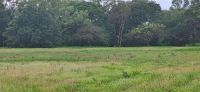 277 eine Wiese voller Wallabys