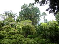 Singapur - Botanischer Garten