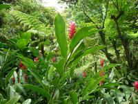 Singapur - Botanischer Garten