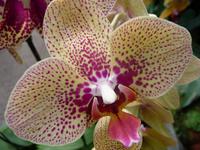 Singapur - Botanischer Garten