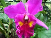 Singapur - Botanischer Garten