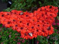 Singapur - Flughafen, Butterfly Garden