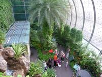 Singapur - Flughafen, Butterfly Garden