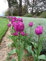 Blue Mountains - Everglades Gardens