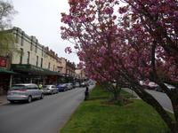Blue Mountains - Leura