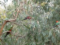 An der Great Ocean Road