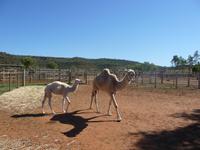 Outback - Kamelfarm