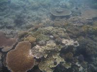 Great Barrier Reef