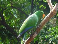 Port Douglas - Rainforest Habitat