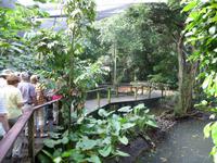 Port Douglas - Rainforest Habitat