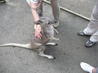 Port Douglas - Rainforest Habitat