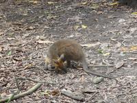 Port Douglas - Rainforest Habitat