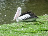 Port Douglas - Rainforest Habitat