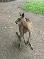 Port Douglas - Rainforest Habitat