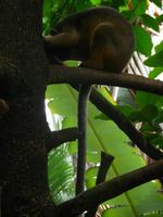 Port Douglas - Rainforest Habitat, Baumkänguruh