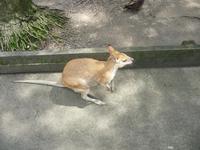 Port Douglas - Rainforest Habitat