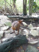 Port Douglas - Rainforest Habitat