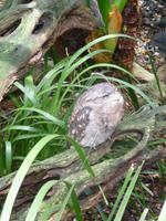 Port Douglas - Rainforest Habitat
