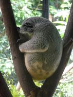 Port Douglas - Rainforest Habitat