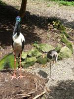 Port Douglas - Rainforest Habitat